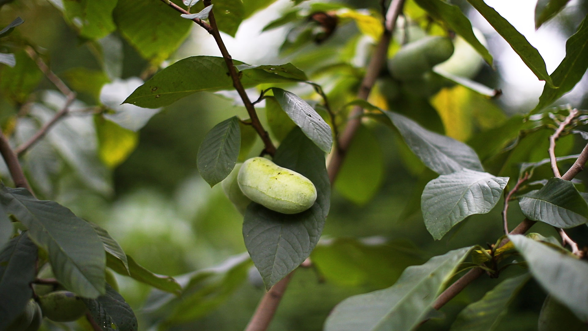 A Pawpaw Fruit on a Pawpaw Tree
