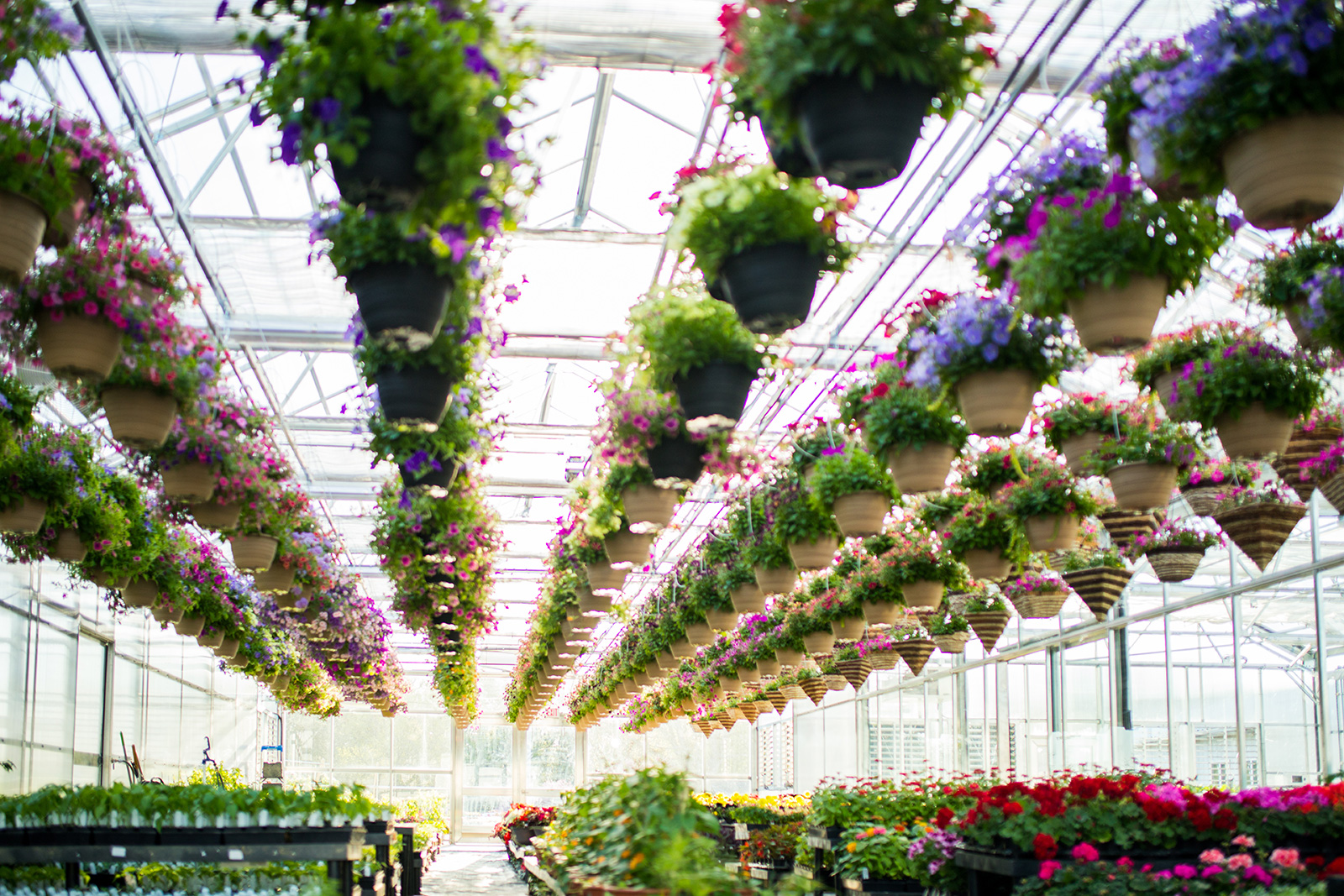 The Hanging Baskets