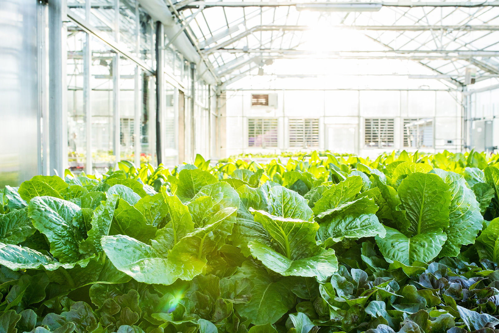 light in the green house